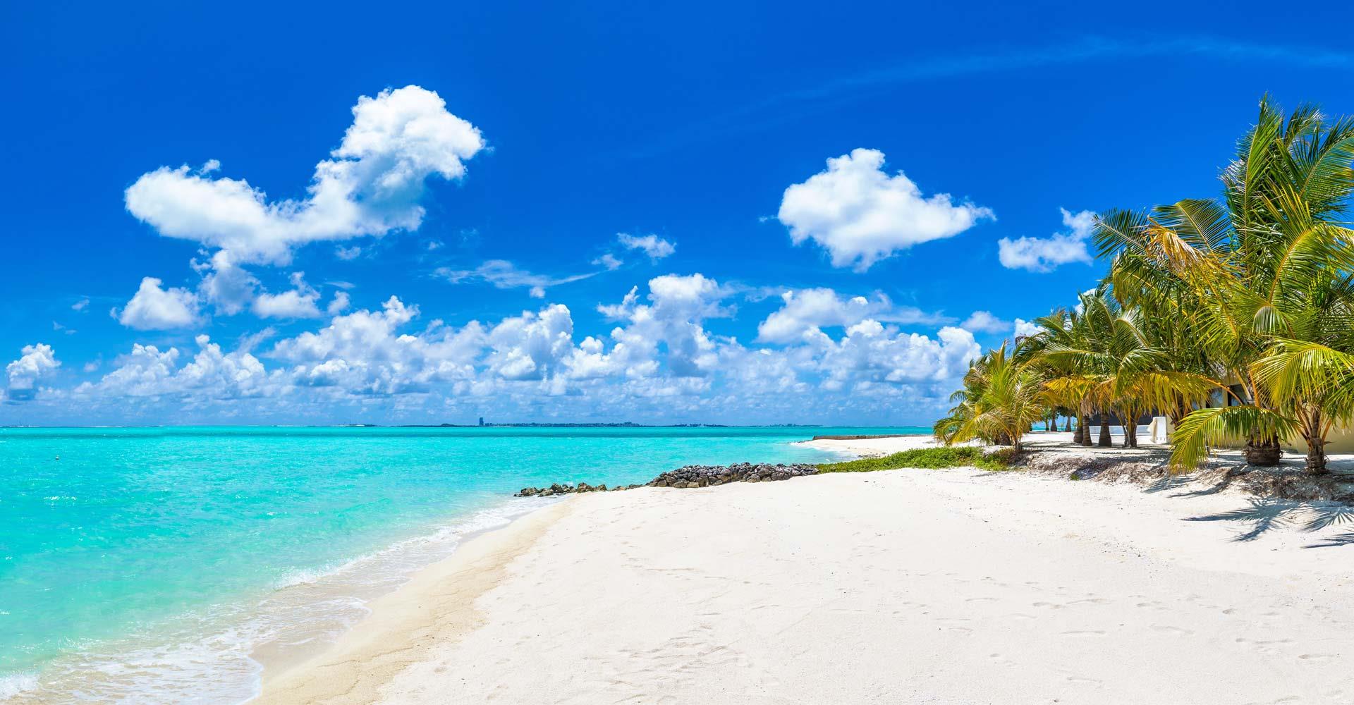 Cruise the Caribbean. Play Bridge All Week! image